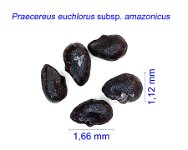 Praecereus euchlorus amazonicus MCA.jpg